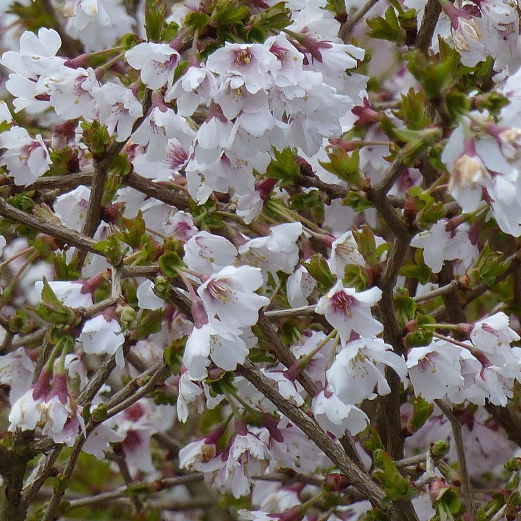 Prunus incisa Kojo no mai - Fuji-kers