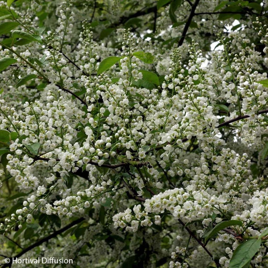 Prunus padus Le Thoureil - Vogelkers