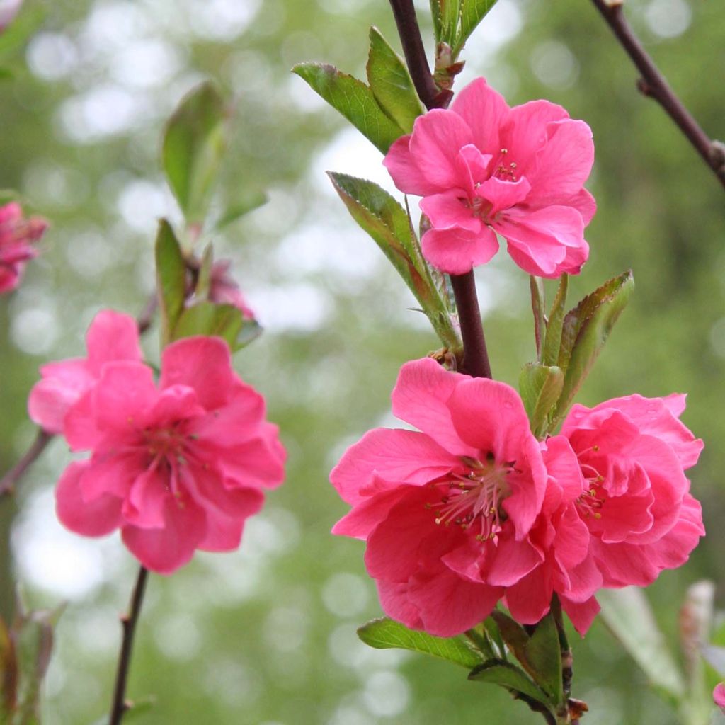 Prunus persica Taoflora Pink - Perzik
