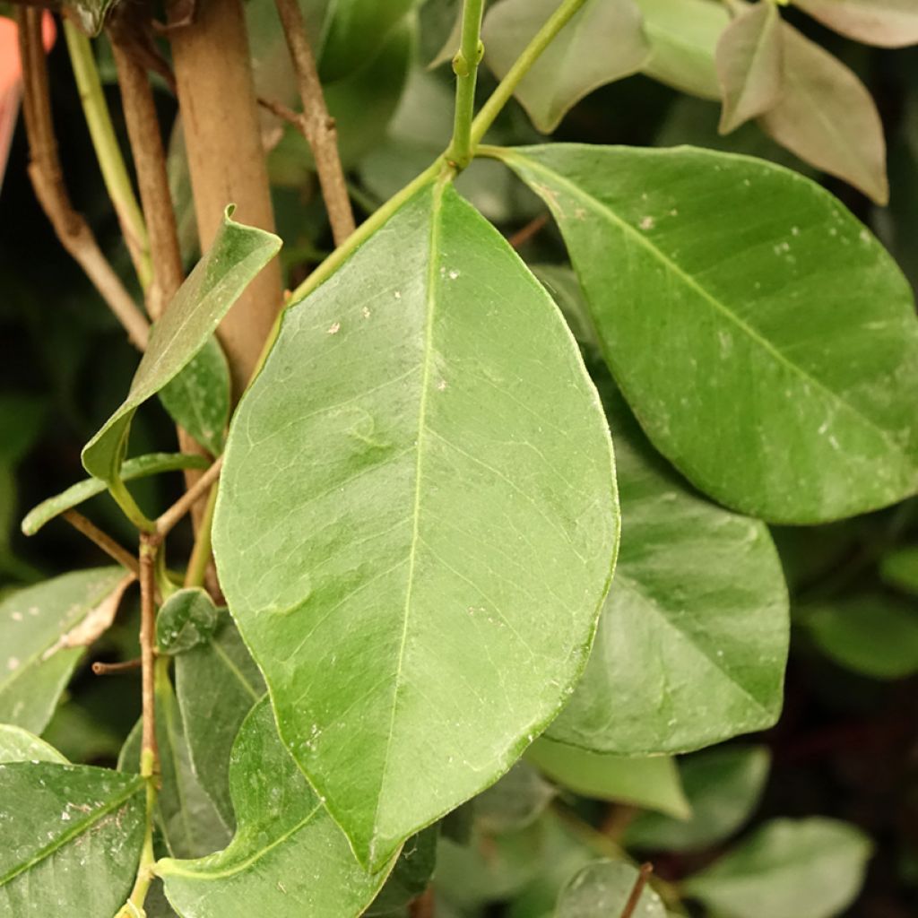 Aardbeiguave - Psidium cattleianum