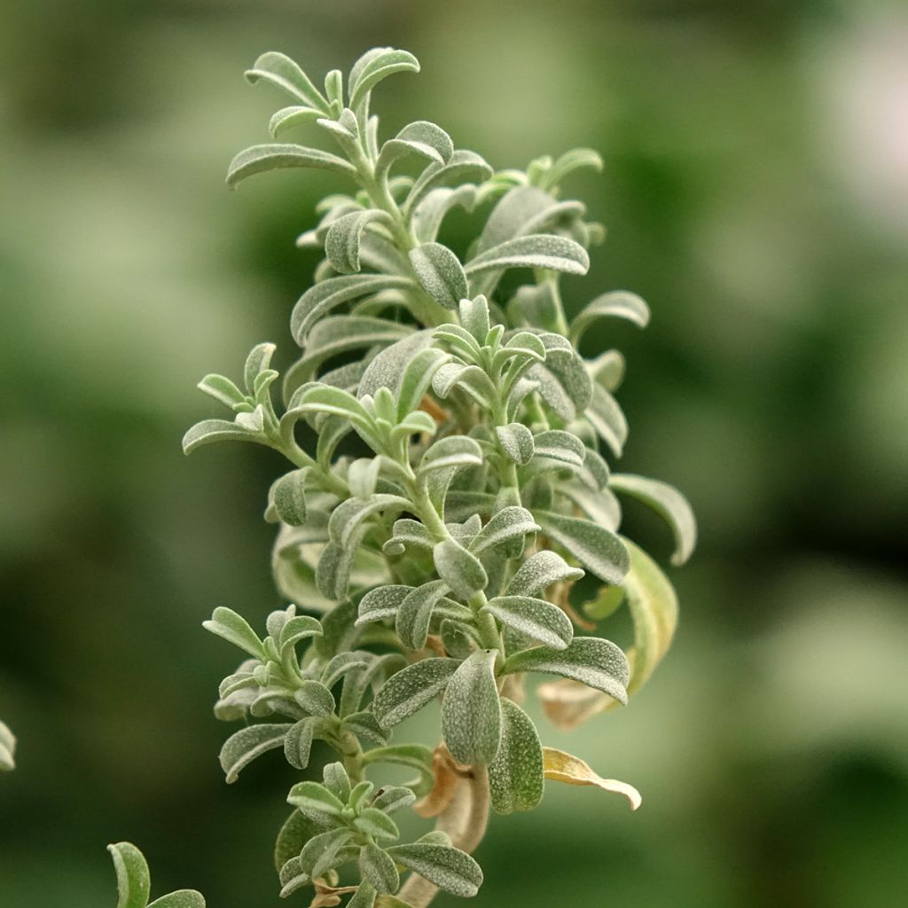 Ptilotrichum spinosum Rubrum - Schildzaad