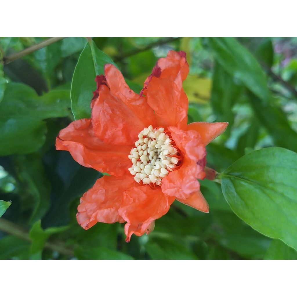 Punica granatum Nana - Granaatappel