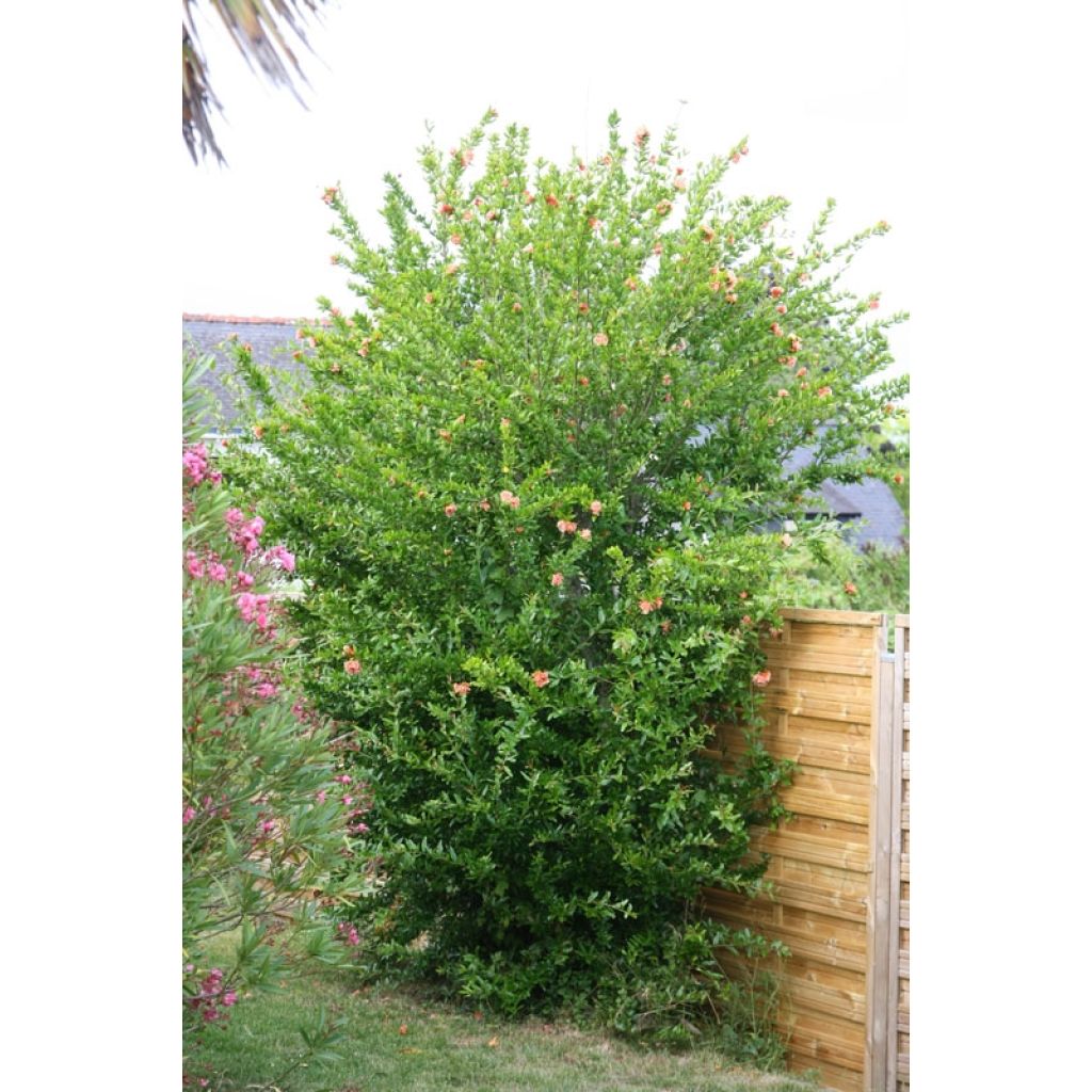 Punica granatum California Sunset - Granaatappel