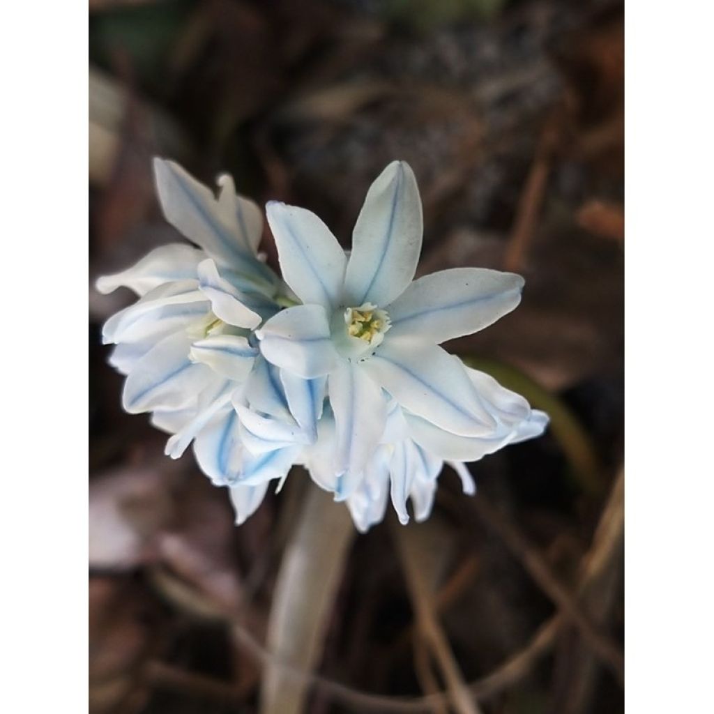 Puschkinia scilloides Libanotica - Puschkinia