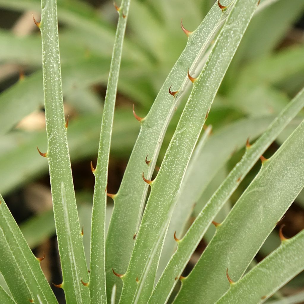 Puya weberiana - Chagual