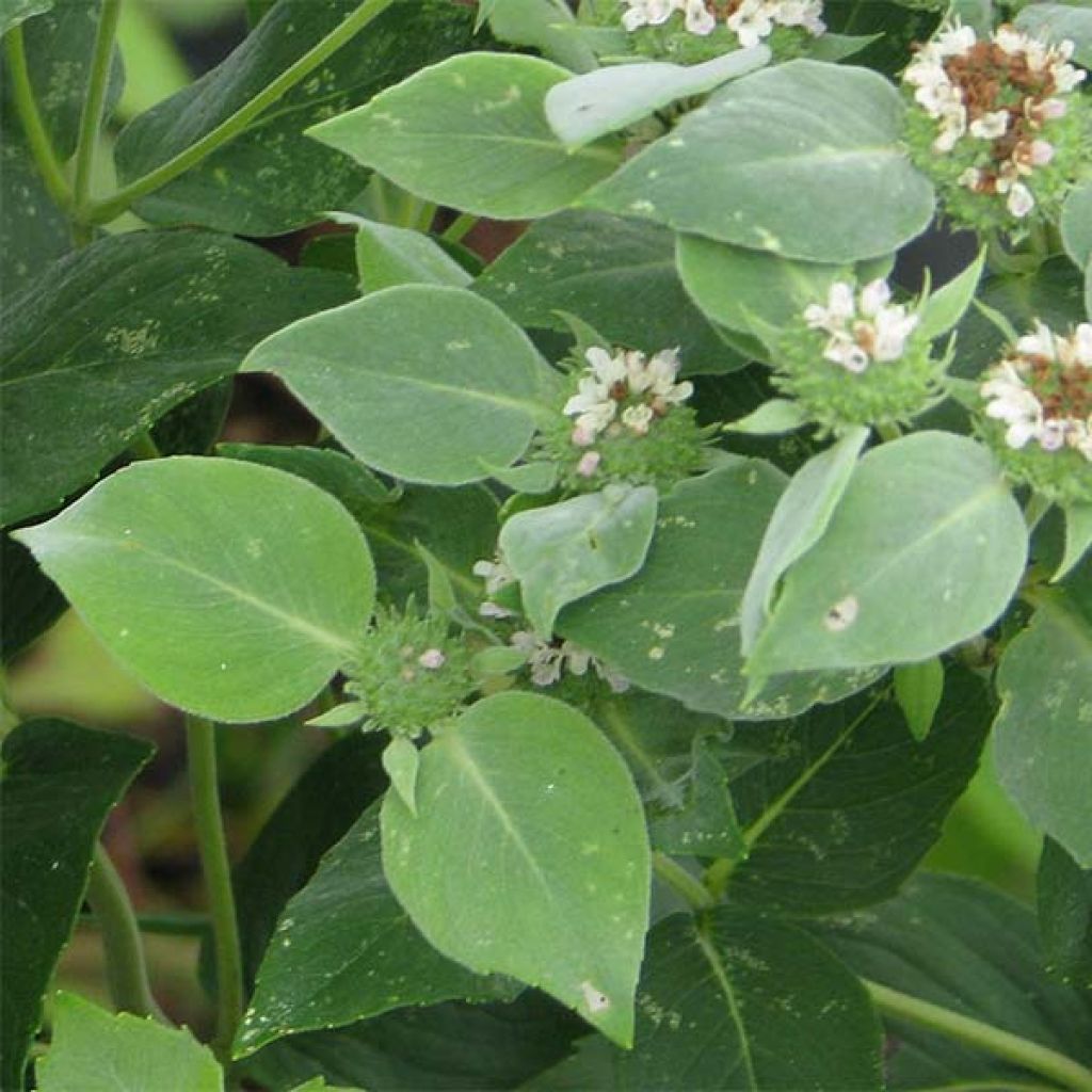 Pycnanthemum muticum - Bergmunt