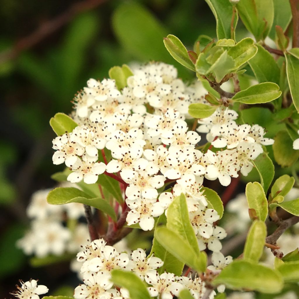 Pyracantha coccinea Sunny Star - Vuurdoorn