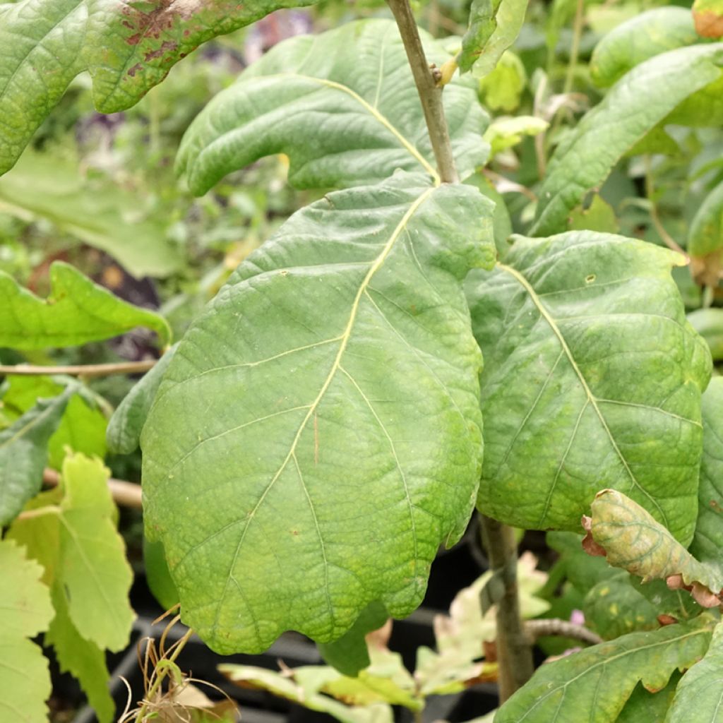 Quercus robur Cucullata - Zomereik