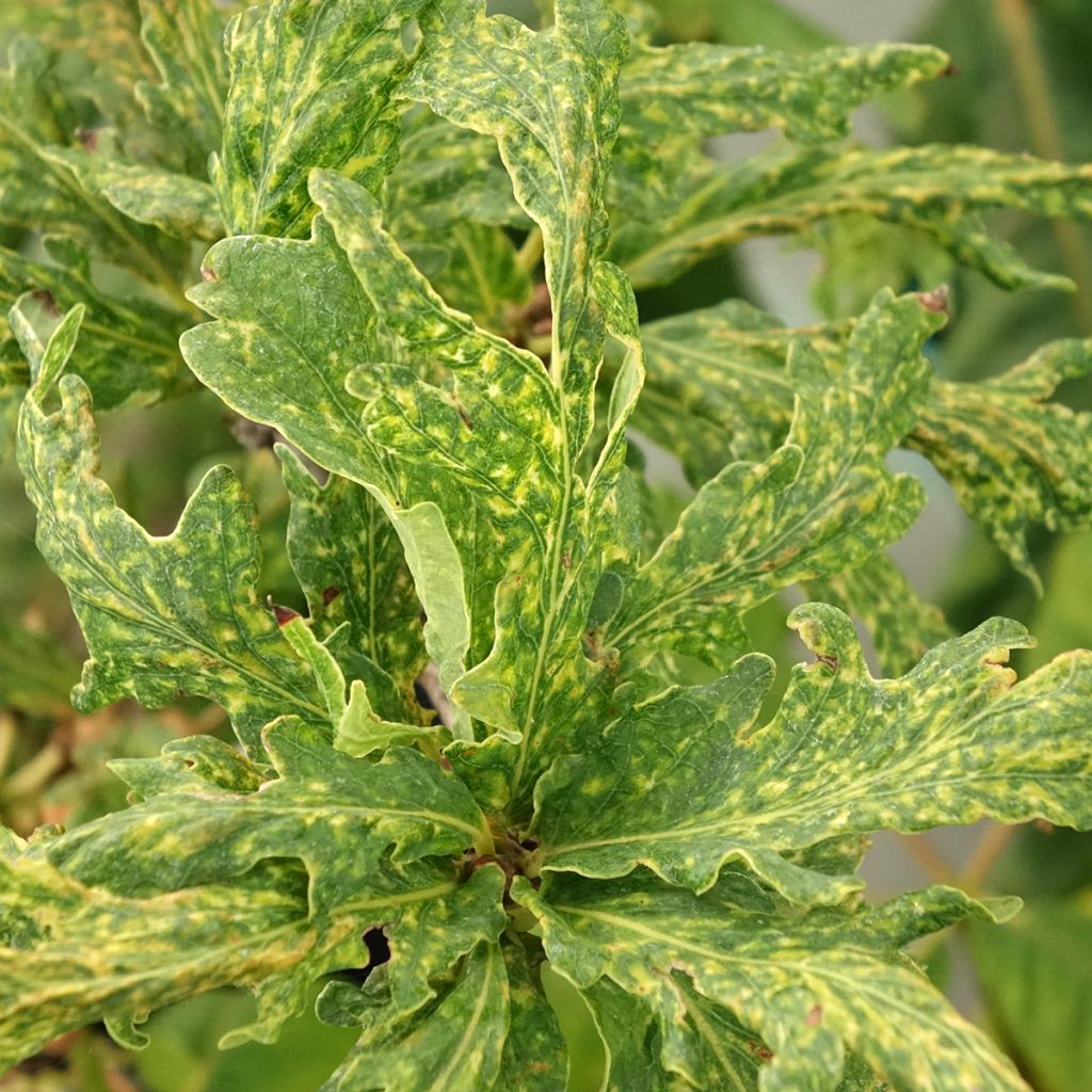 Quercus robur Salfast - Zomereik