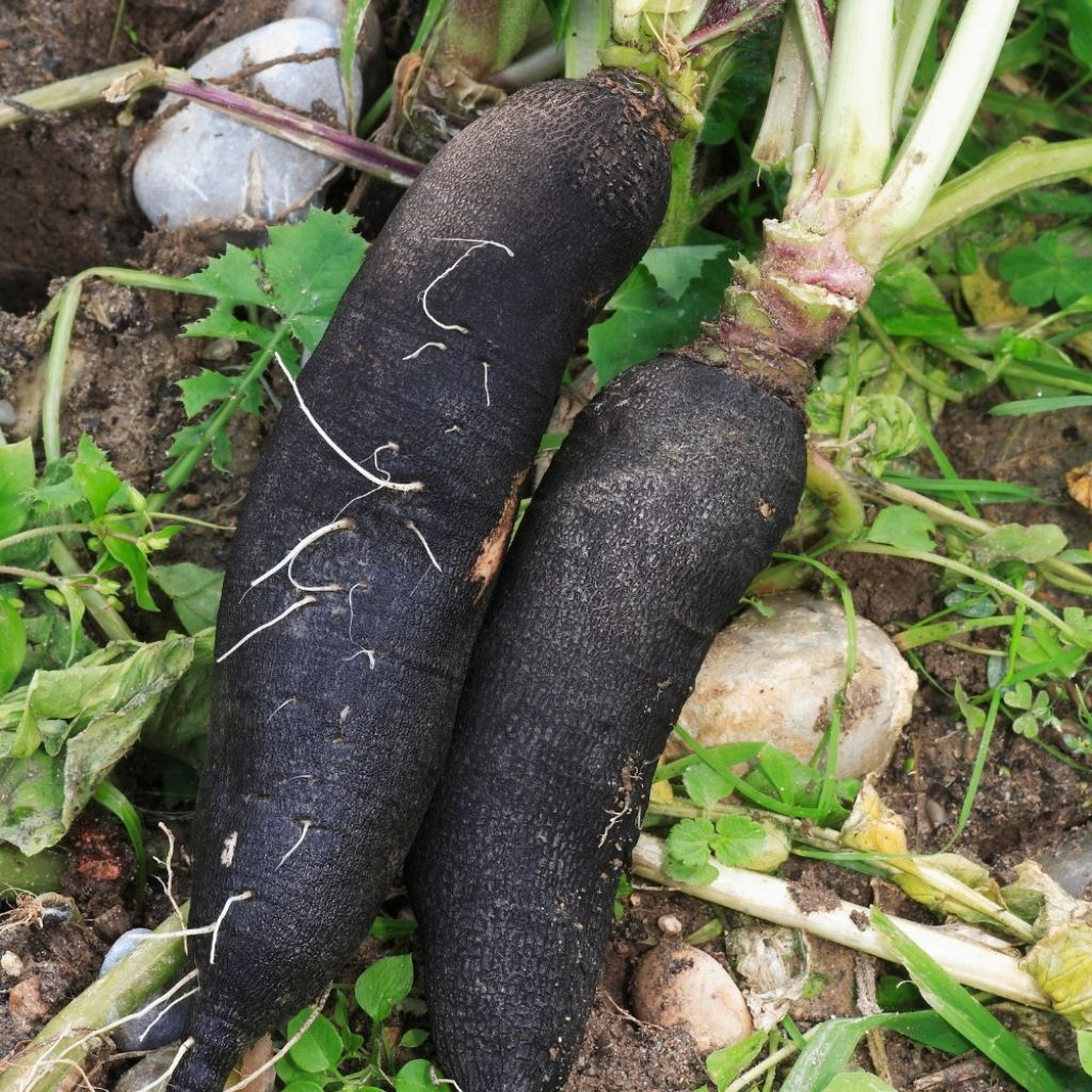 Rammenas Long Poids d'Horloge - Vilmorin