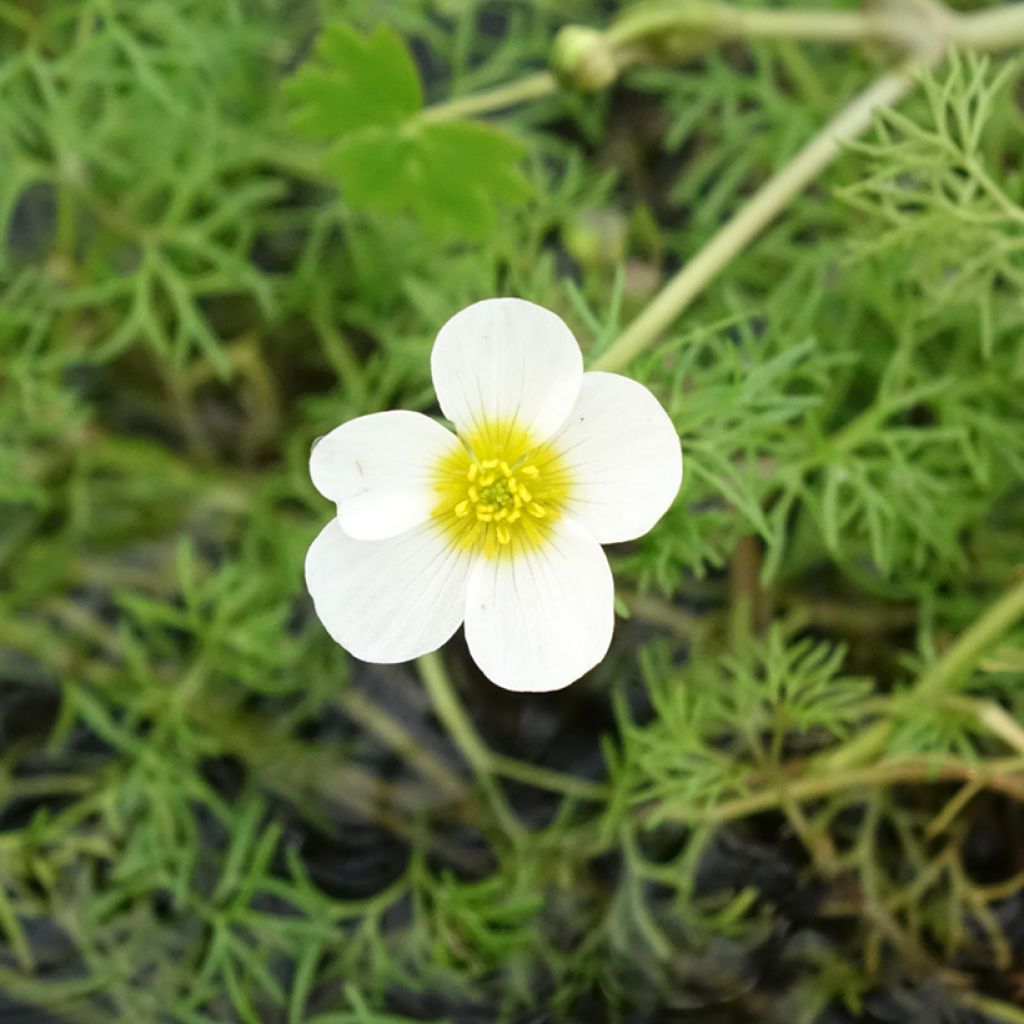 Ranunculus aquatilis - Waterranonkel