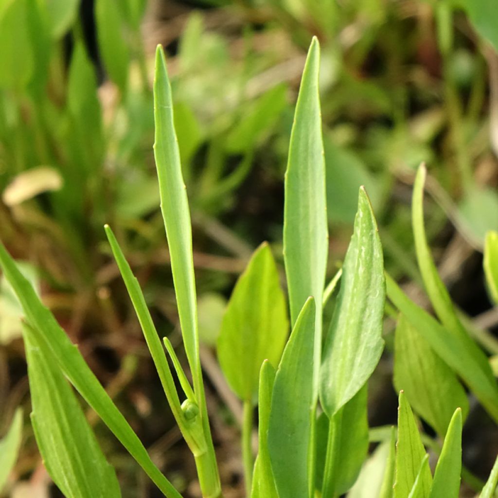 Ranunculus flammula - Egelboterbloem
