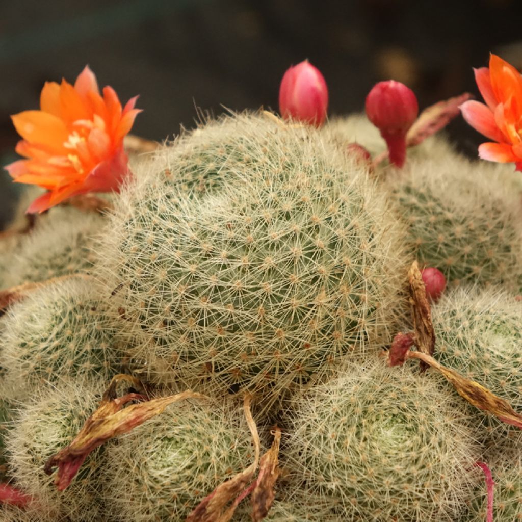 Rebutia - Dwergcactus