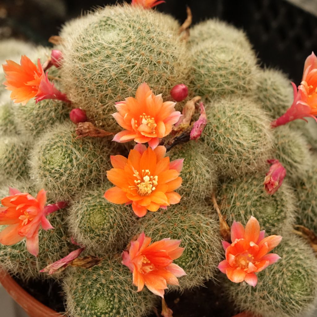 Rebutia - Dwergcactus