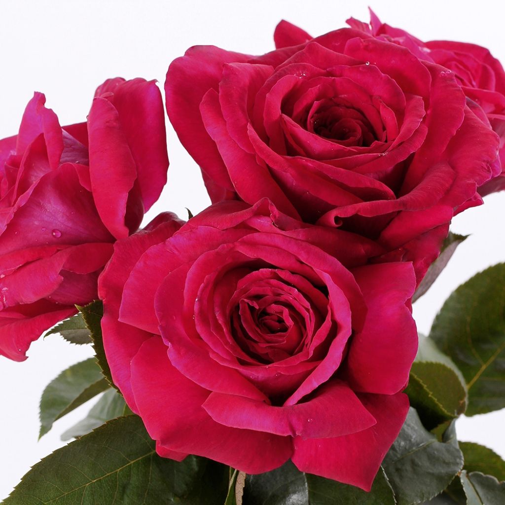 Rosa Reine des Parfums - Grootbloemige roos