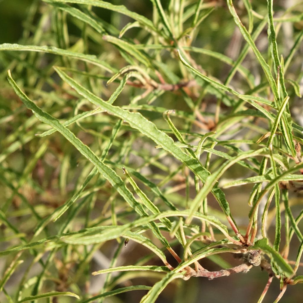 Rhamnus frangula Asplenifolia - Sporkehout