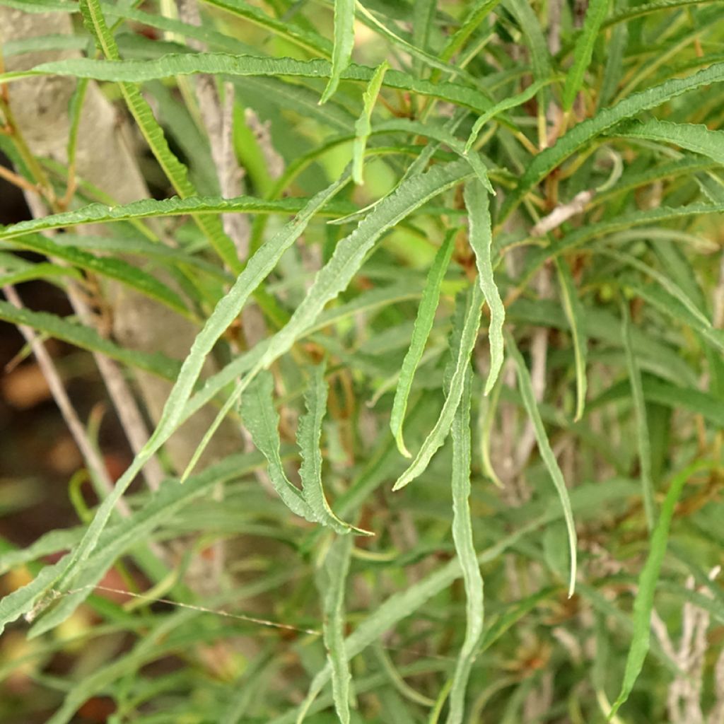 Rhamnus frangula Fine Line - Sporkehout