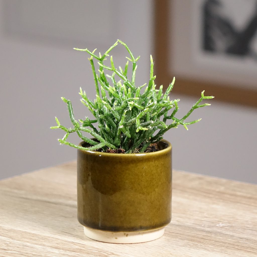 Rhipsalis cereuscula - Koraalcactus
