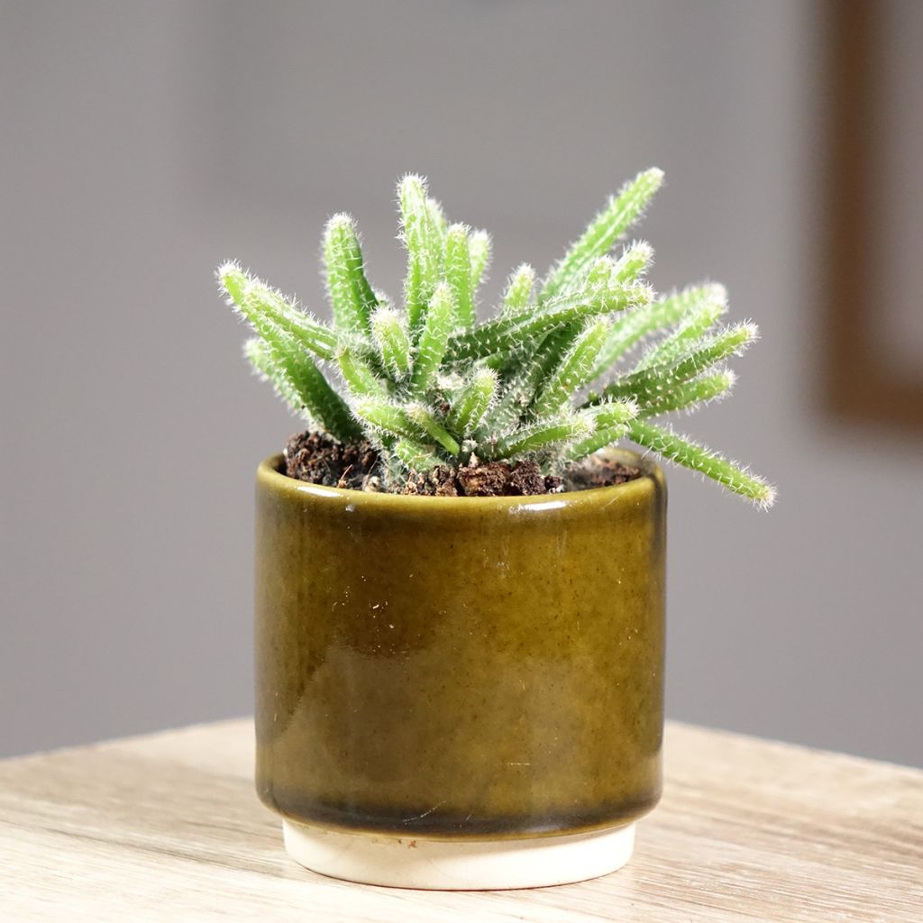 Rhipsalis horrida - Koraalcactus