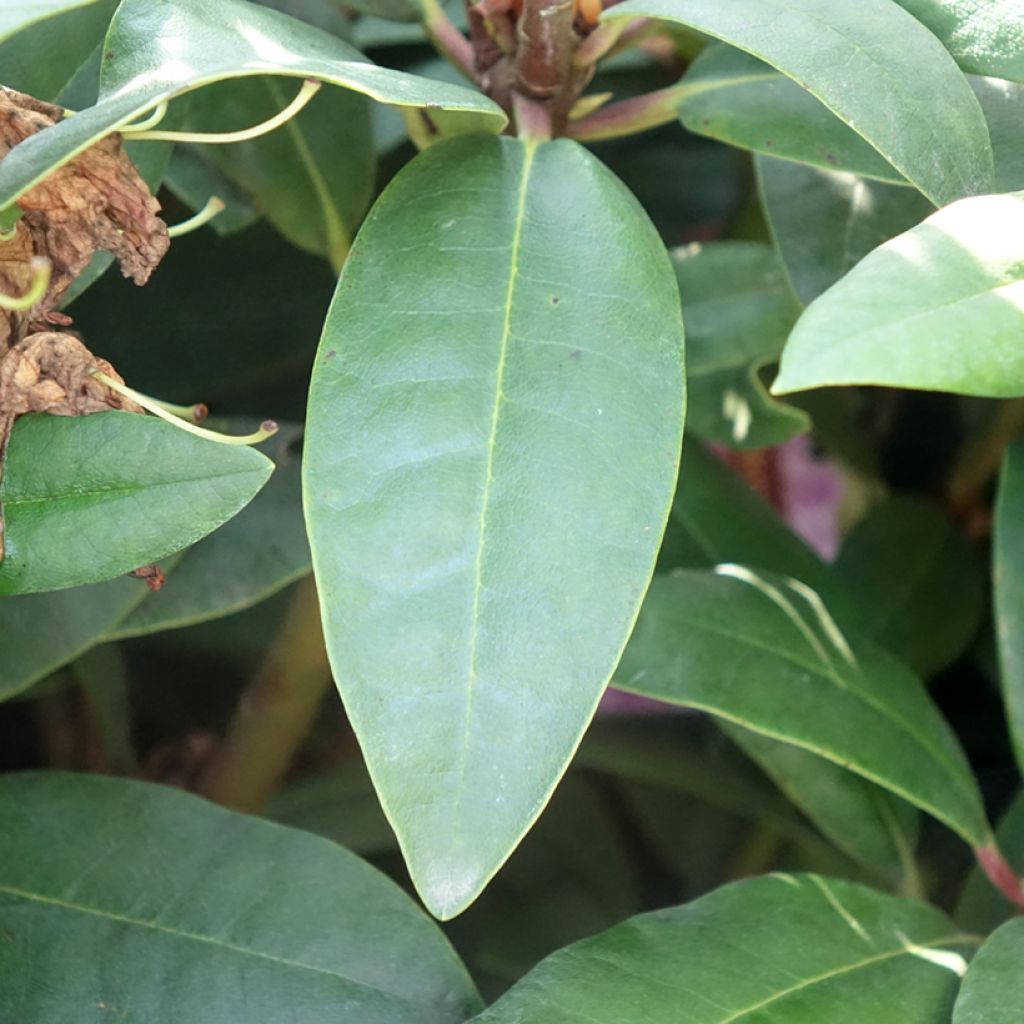 Rhododendron Alfred - Grootbloemige rododendron