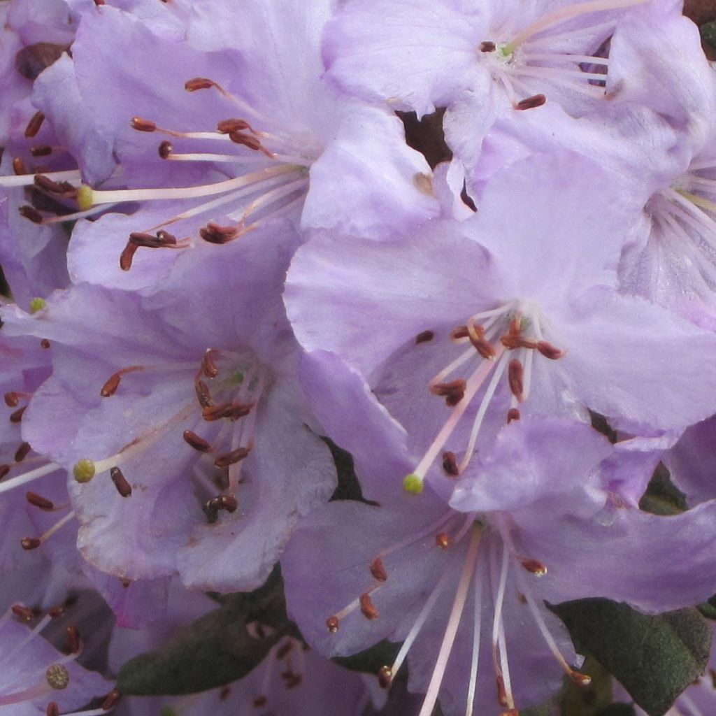Rhododendron Blue Silver - Dwergrododendron