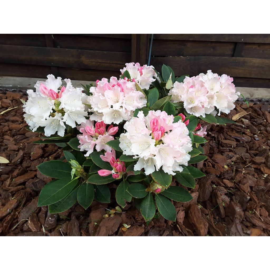 Rhododendron Dream Land - Dwergrododendron