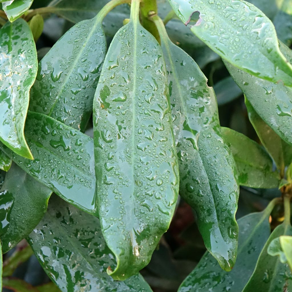 Rhododendron Easydendron INKARHO Madame Masson - Grootbloemige rododendron