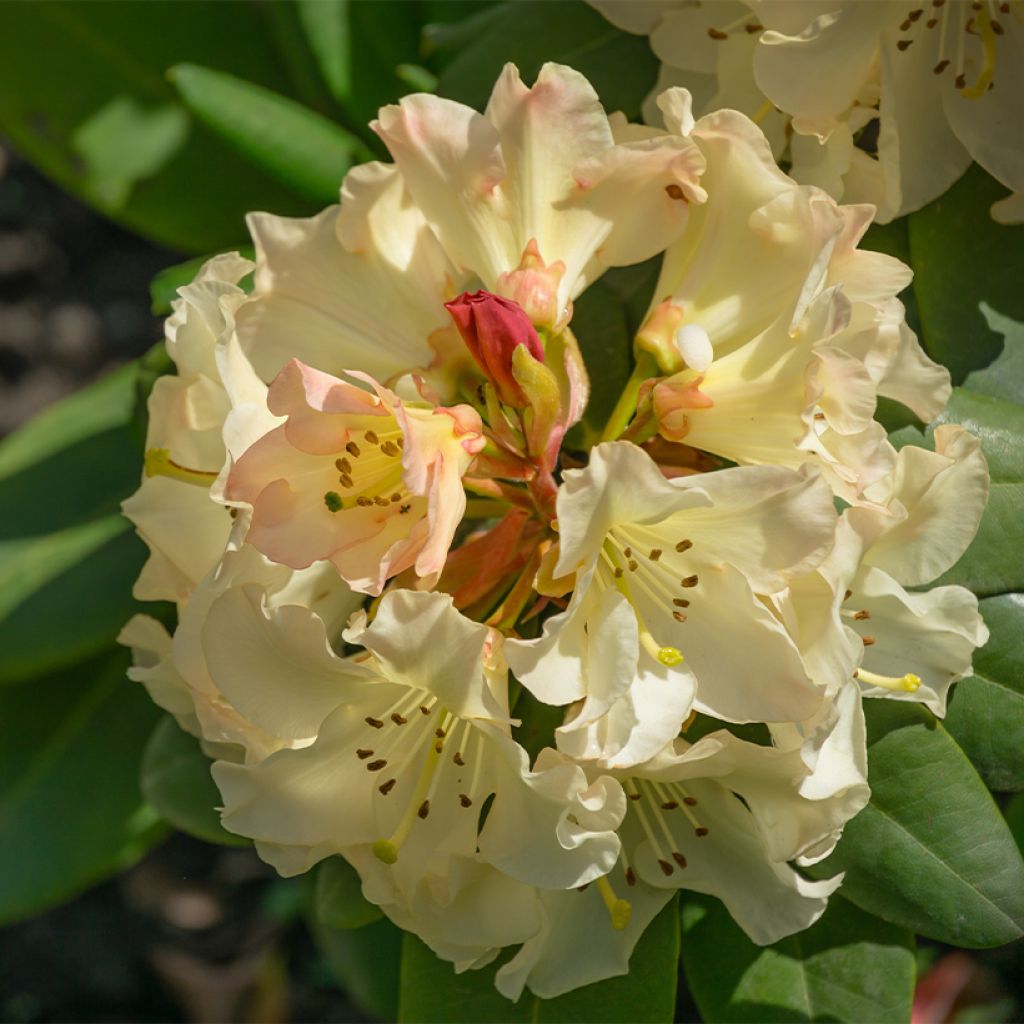 Rhododendron  Golden Torch - Dwergrododendron