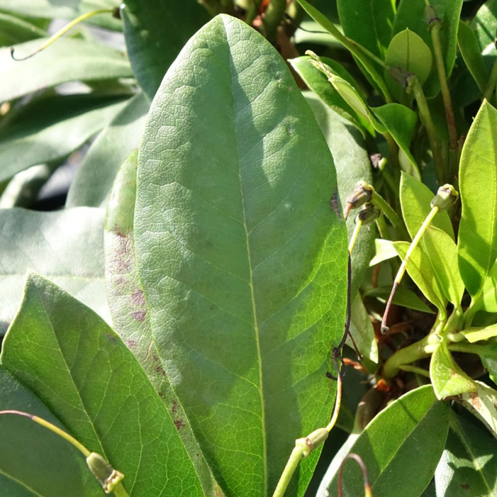 Rhododendron Easydendron INKARHO Orakel - Grootbloemige rododendron