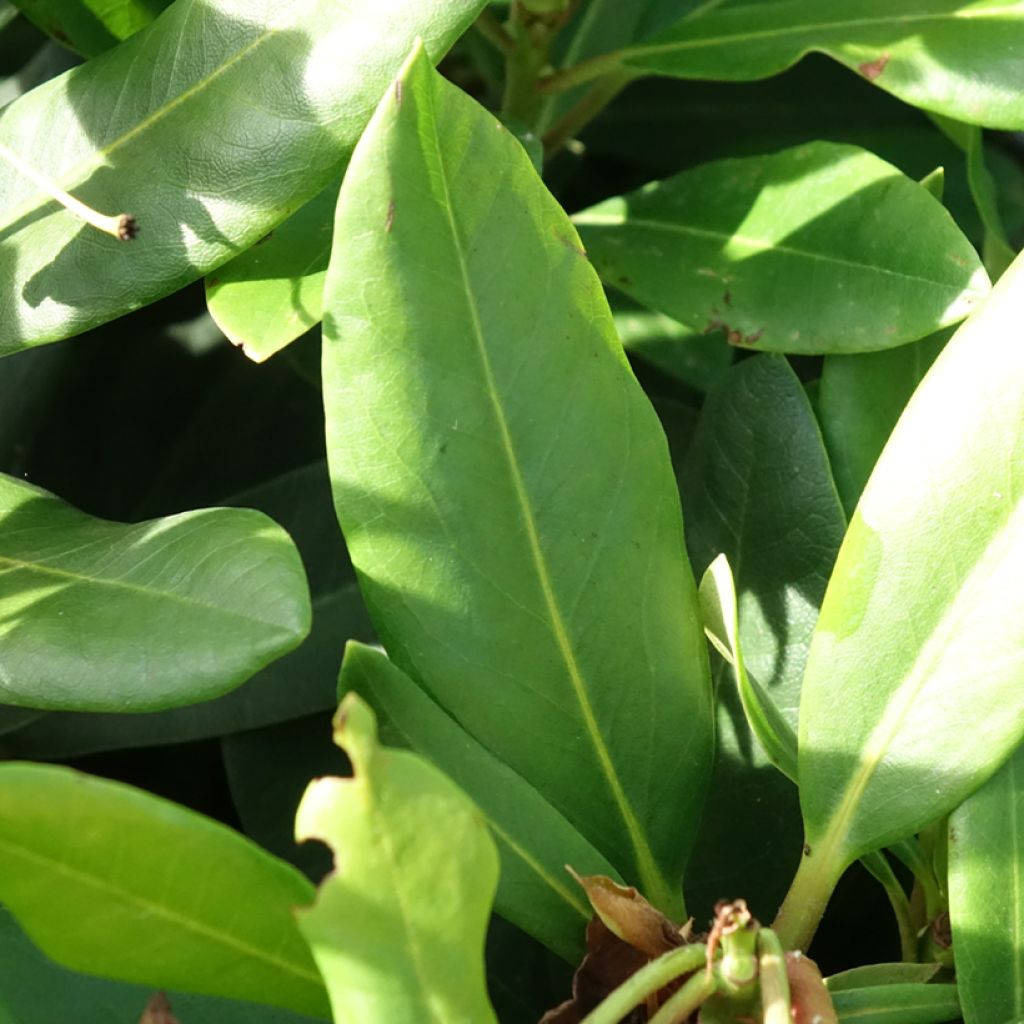 Rhododendron INKARHO Rosa Dufthecke - Grootbloemige rododendron