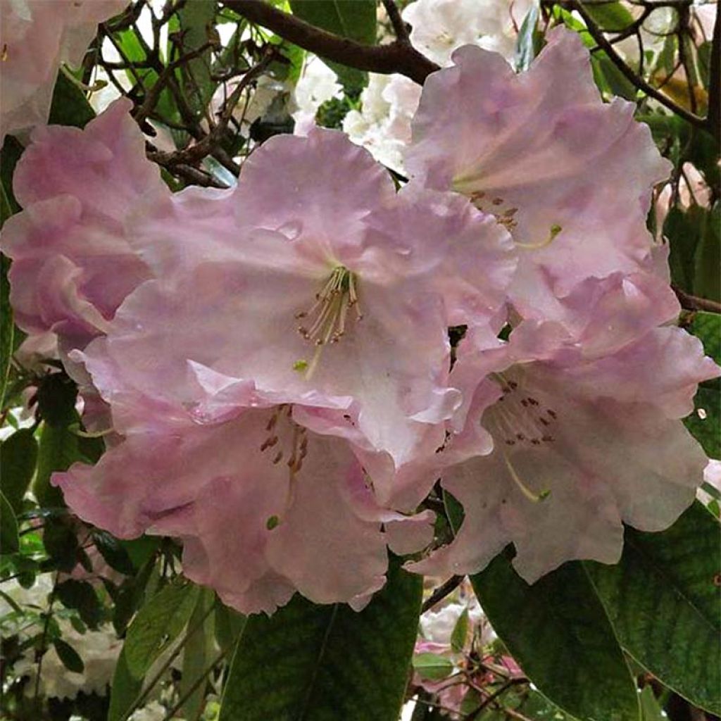 Rhododendron King George - Grootbloemige rododendron
