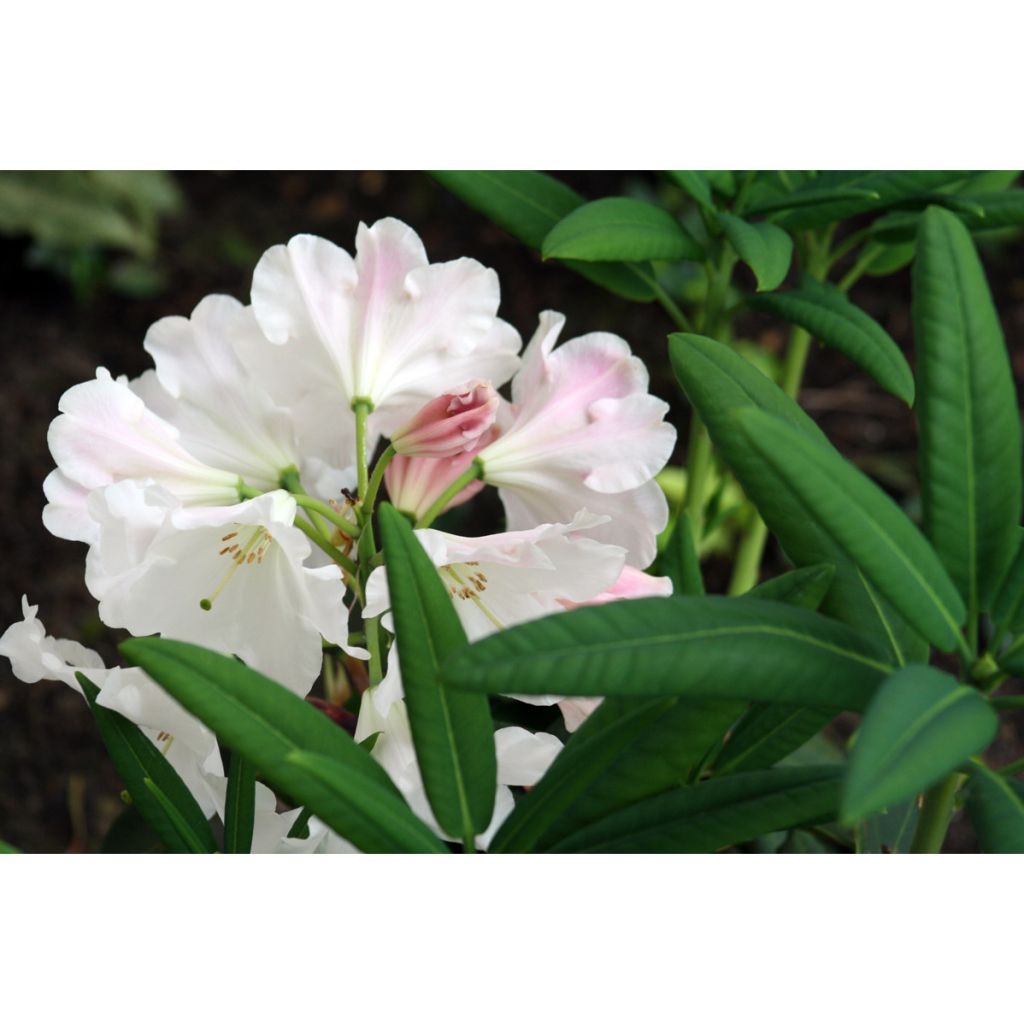 Rhododendron King George - Grootbloemige rododendron