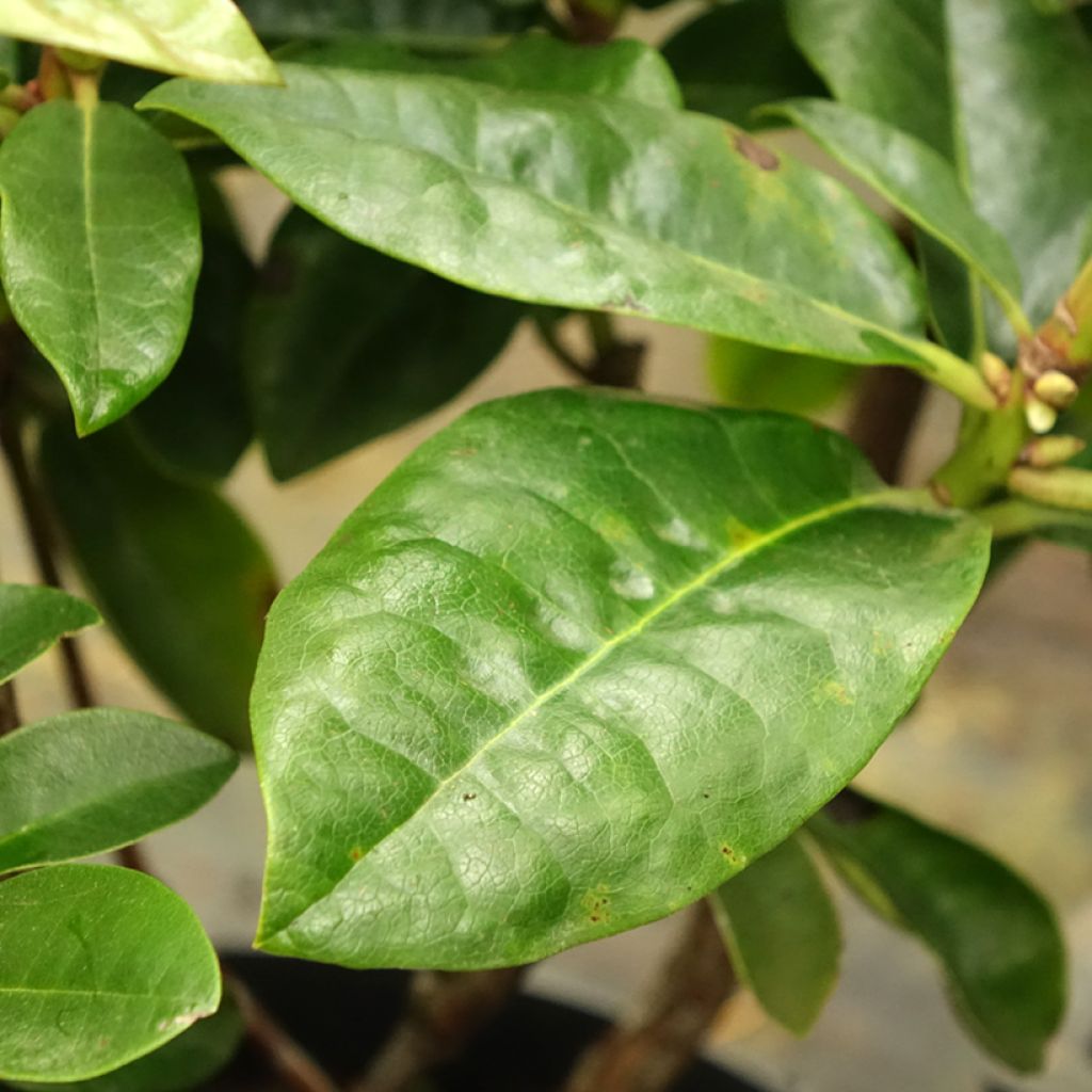 Rhododendron Mrs T.h.lowinsky - Grootbloemige rododendron