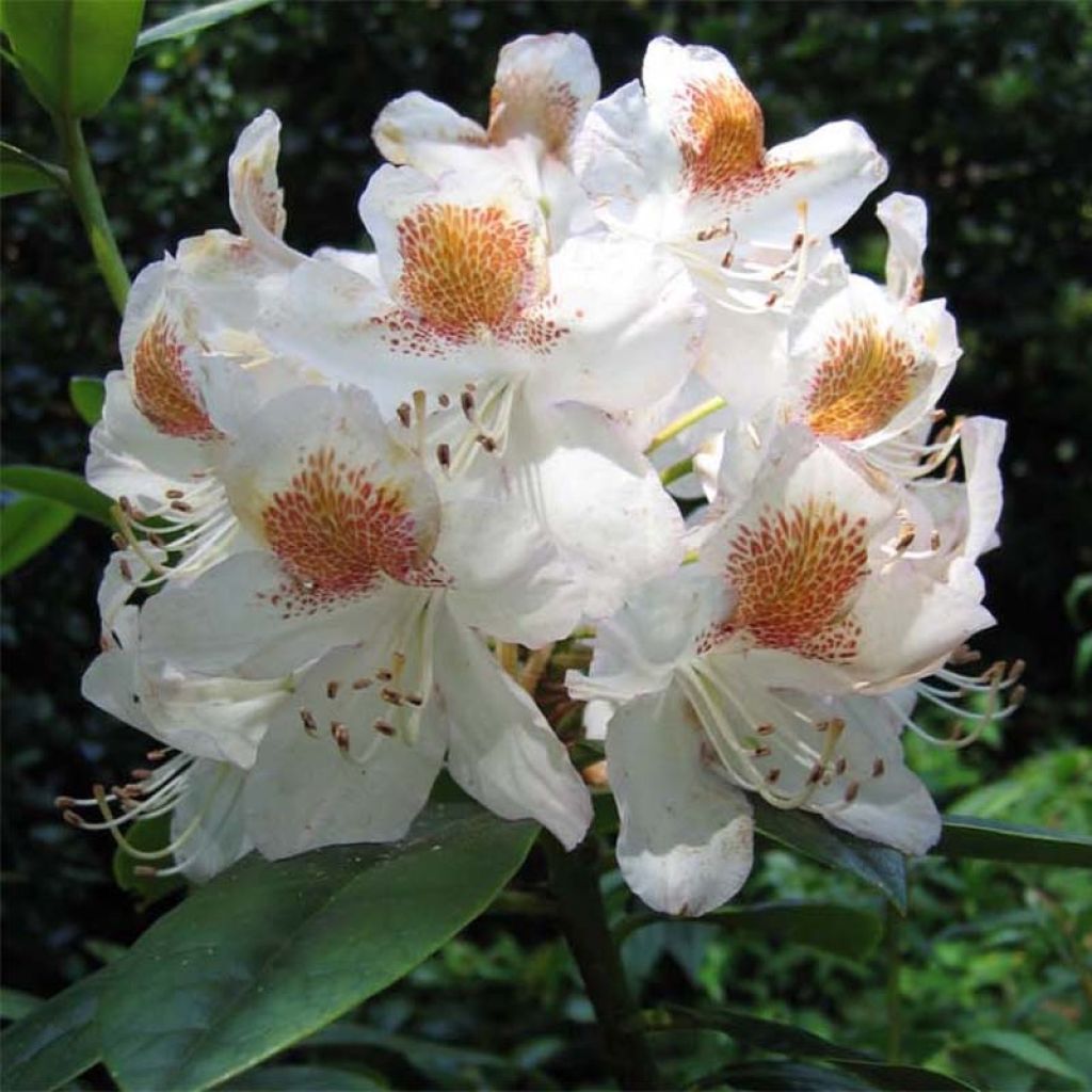 Rhododendron Mrs T.h.lowinsky - Grootbloemige rododendron