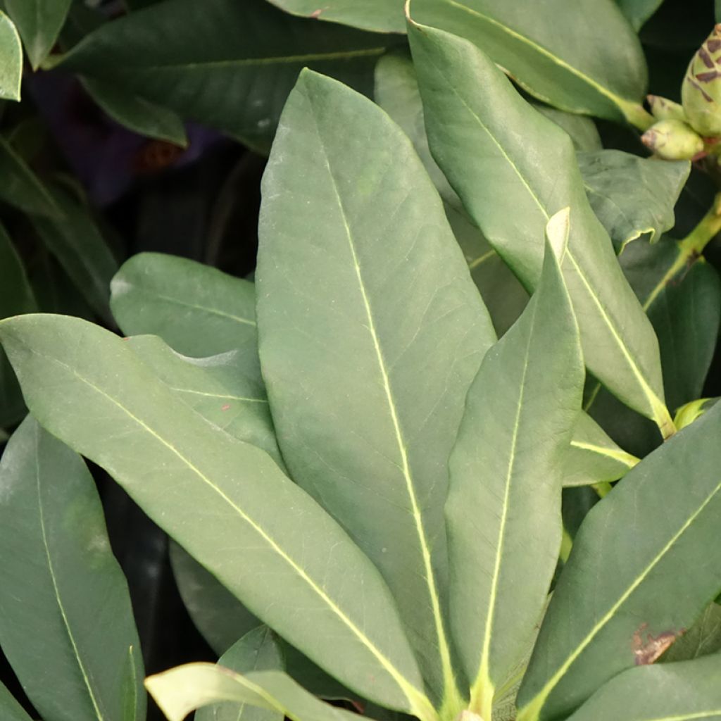 Rhododendron Polar Bear - Grootbloemige rododendron
