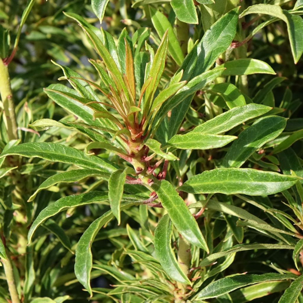 Rhododendron Grazeasy Dark Pink - Grootbloemige rododendron