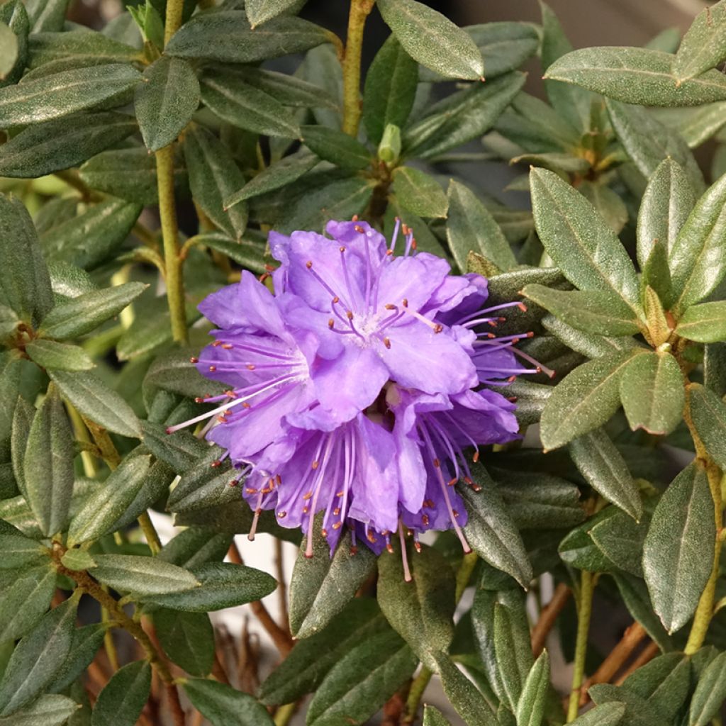 Rhododendron russatum Lauretta - Dwergrododendron