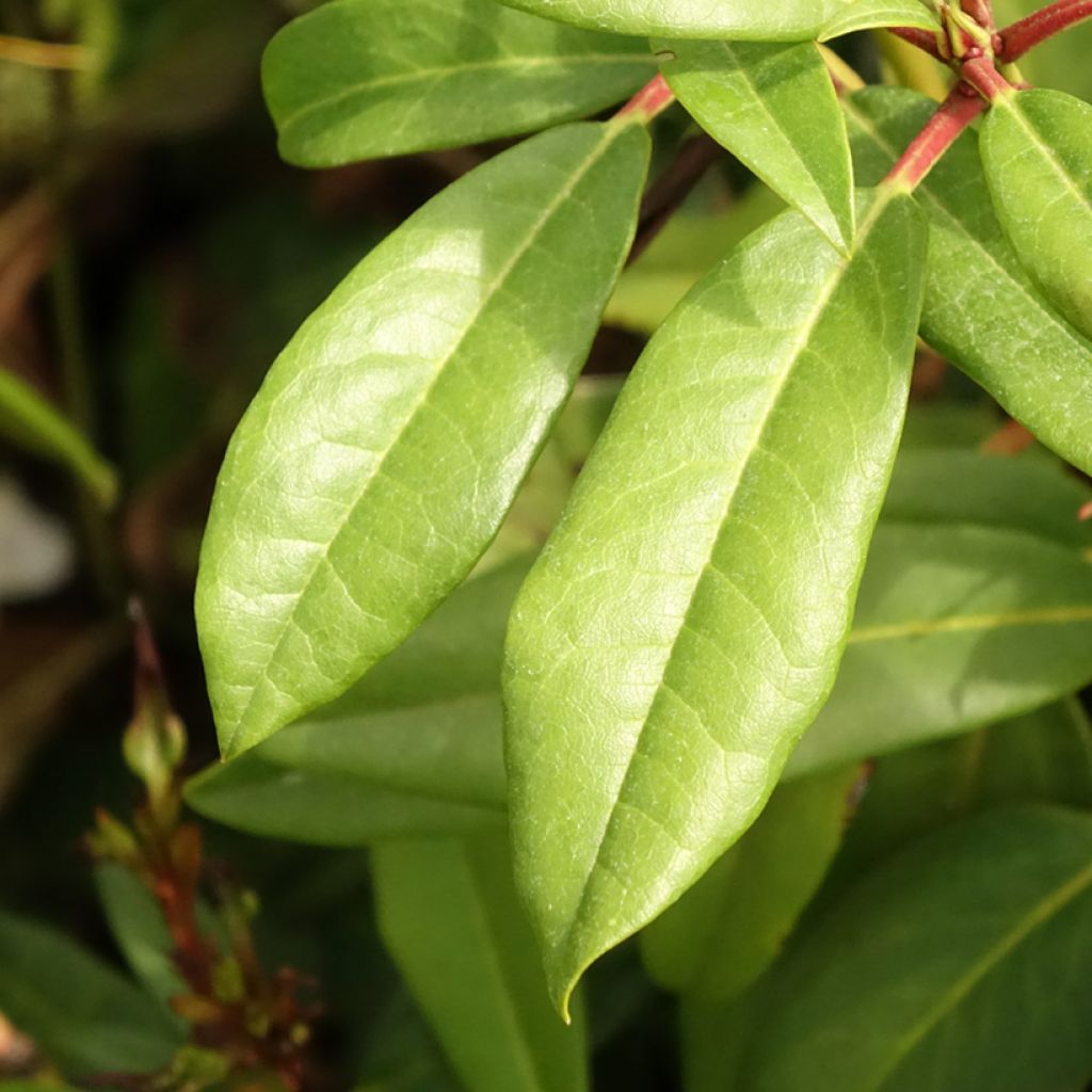 Rhododendron Sappho - Grootbloemige rododendron