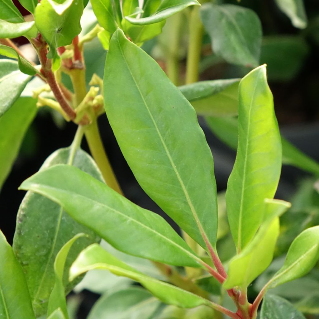 Rhododendron Hendrick's ker - Tropische rododendron