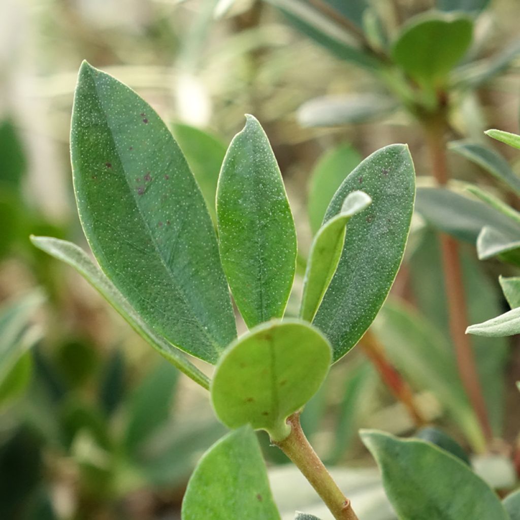 Rhododendron Saxon blush - Tropische rododendron