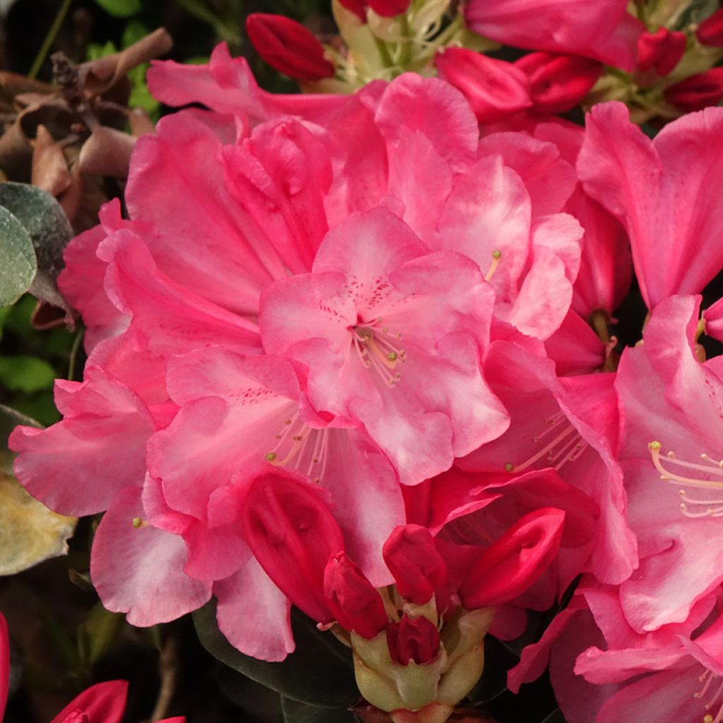 Rhododendron Gartendirektor Glocker - Grootbloemige rododendron