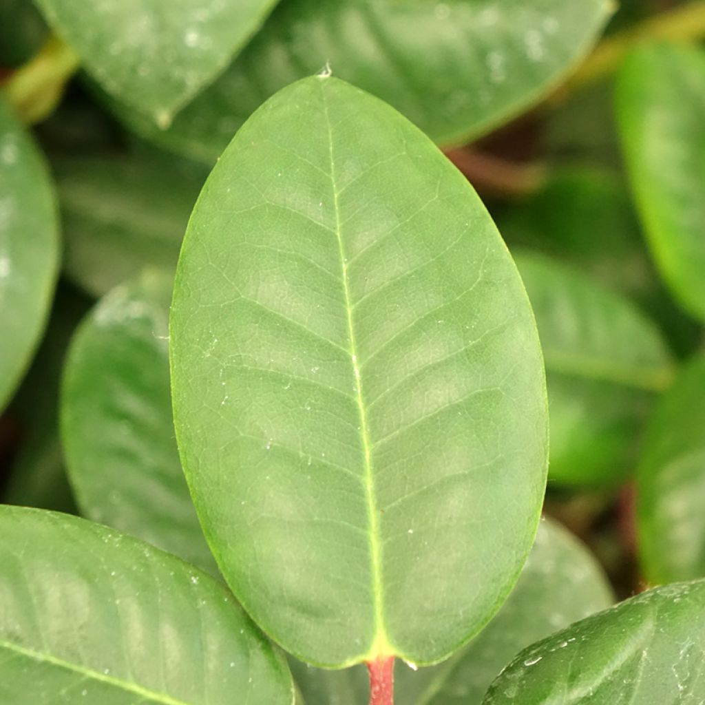 Rhododendron Gartendirektor Rieger - Grootbloemige rododendron