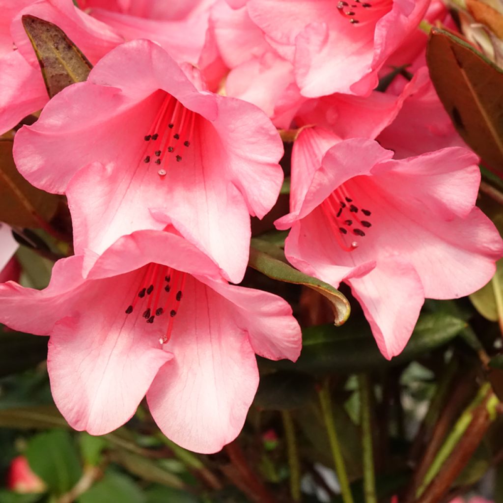 Rhododendron Winsome - Dwergrododendron