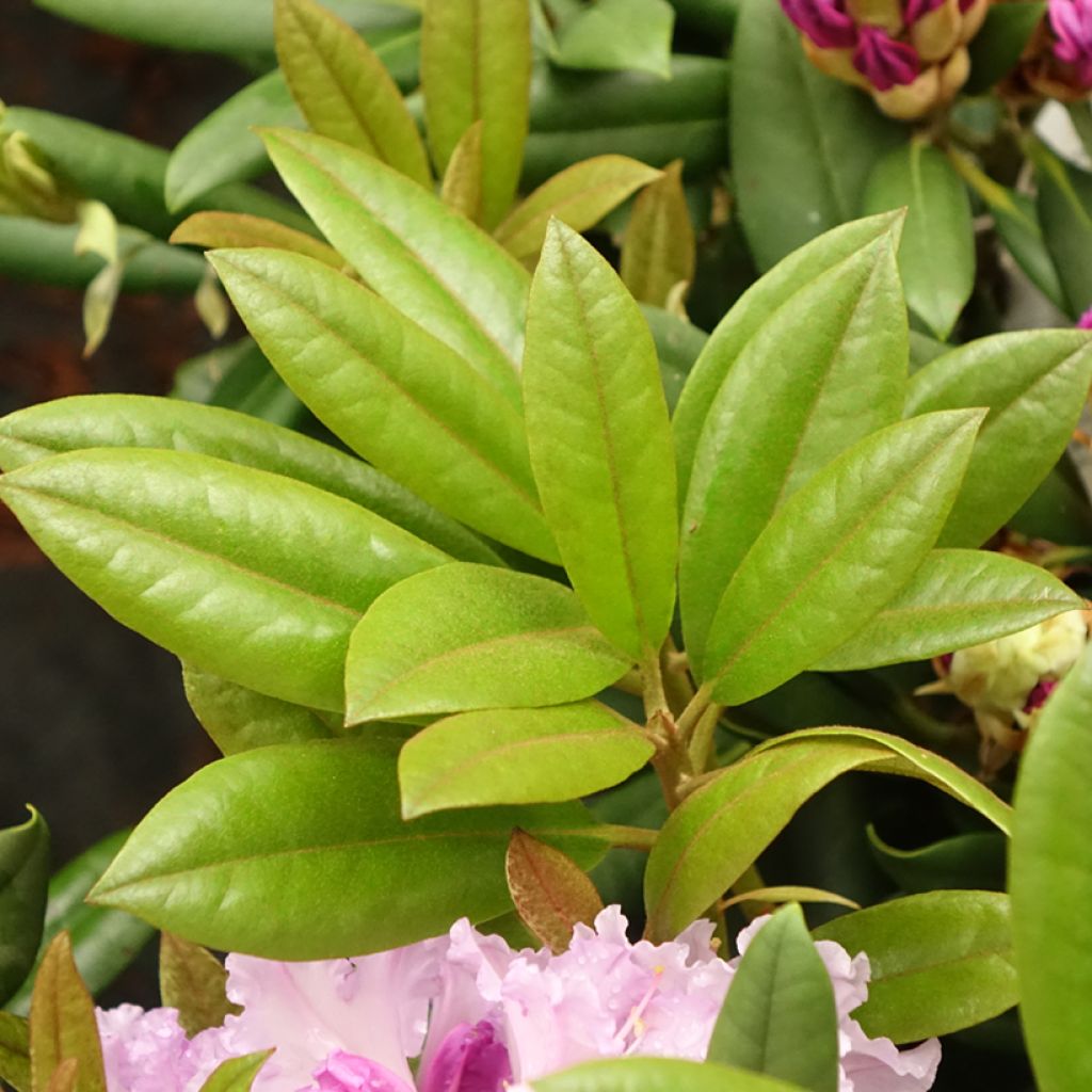Rhododendron Caroline Allbrook - Dwergrondodendron