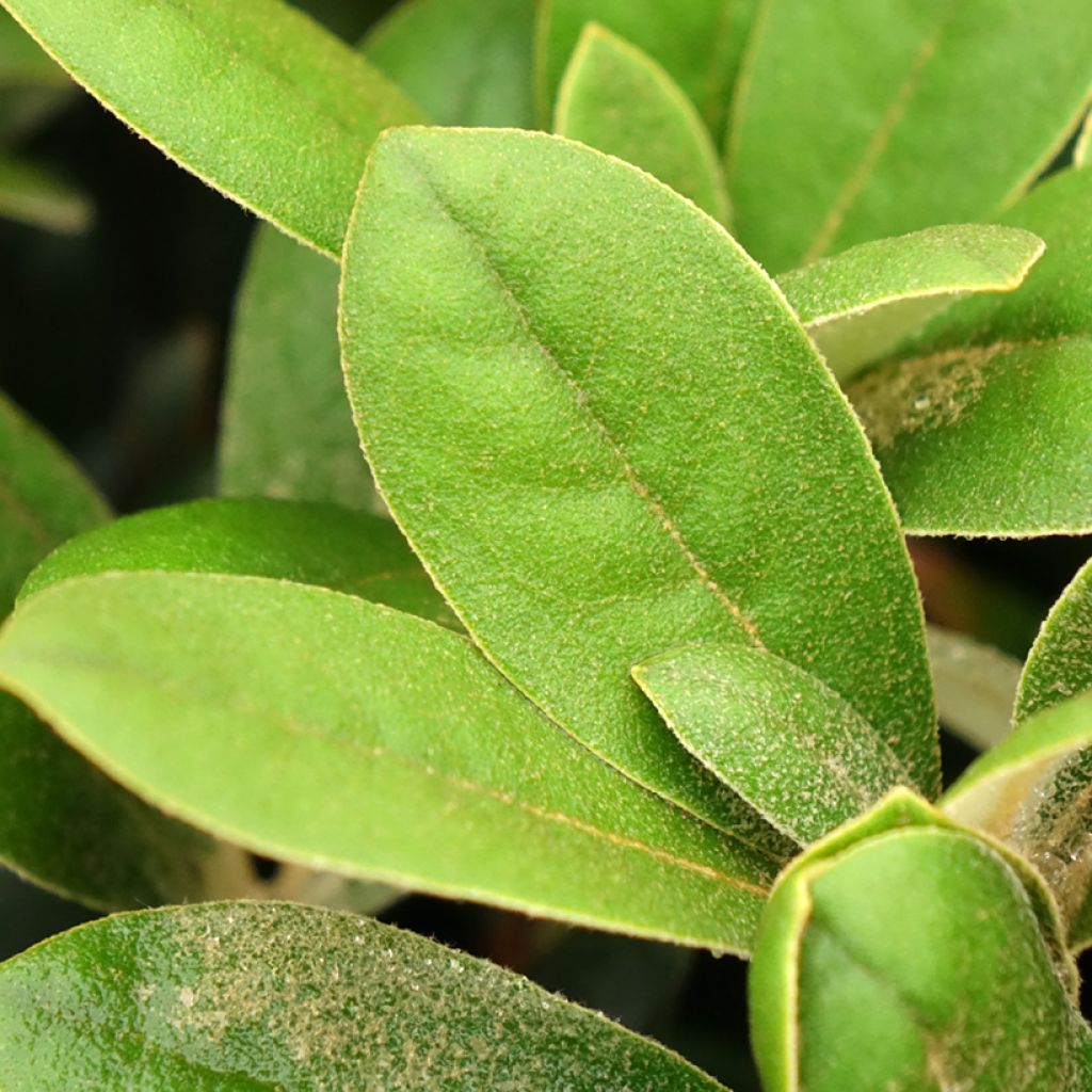 Rhododendron Debbie Dane - Dwergrododendron