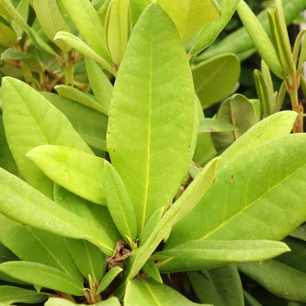 Rhododendron Dopey -Dwergrododendron
