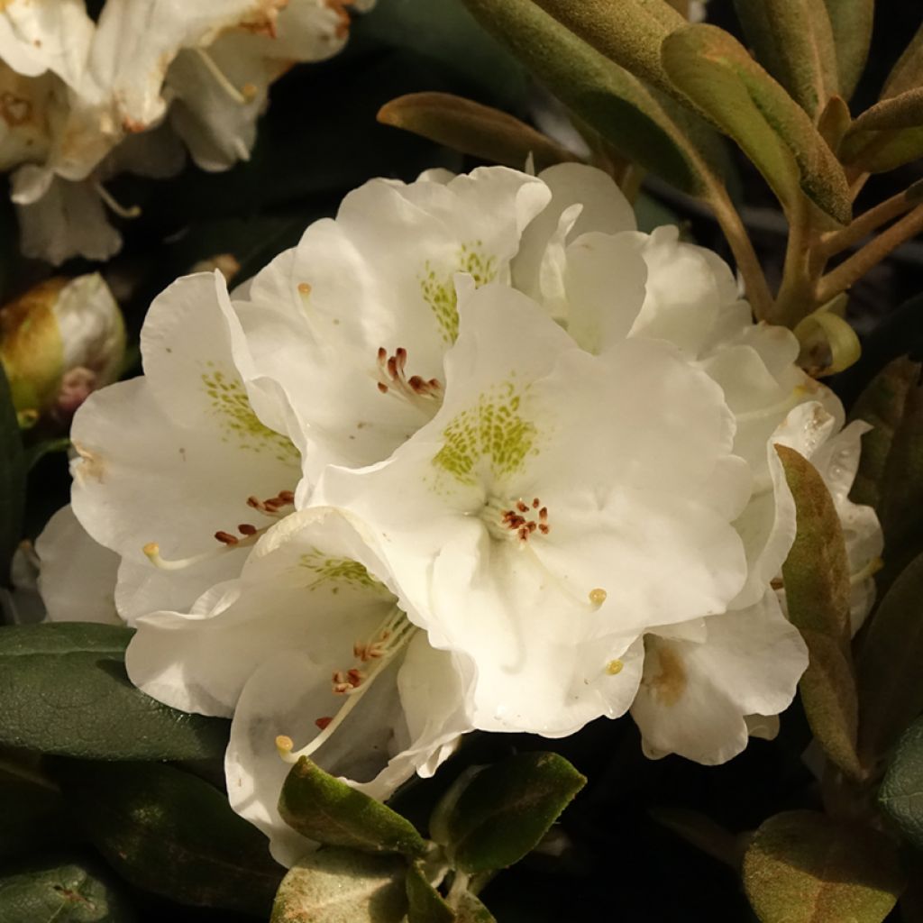 Rhododendron Porzellan - Dwergrododendron