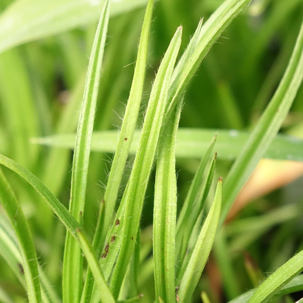 Rhodoxis Summer Stars Peppermint