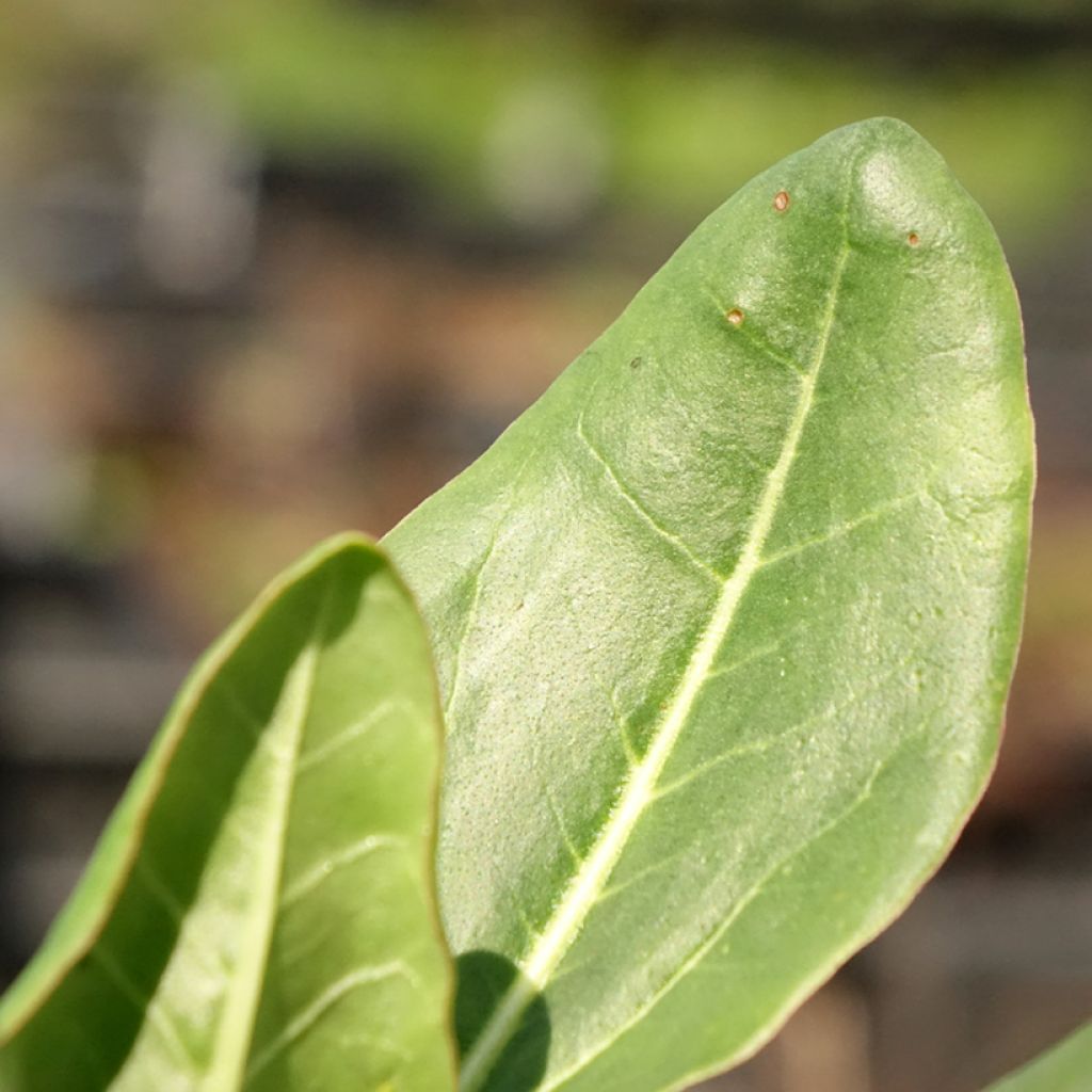 Rheum alexandrae - Sierrabarber