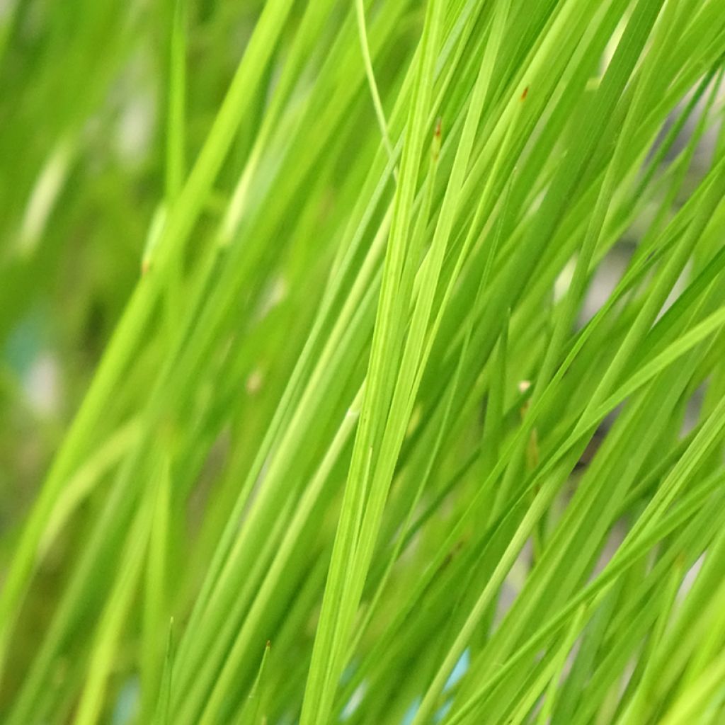 Rhynchospora colorata - Stergras